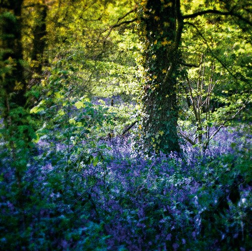 Bluebell Wood II - Pete Kelly