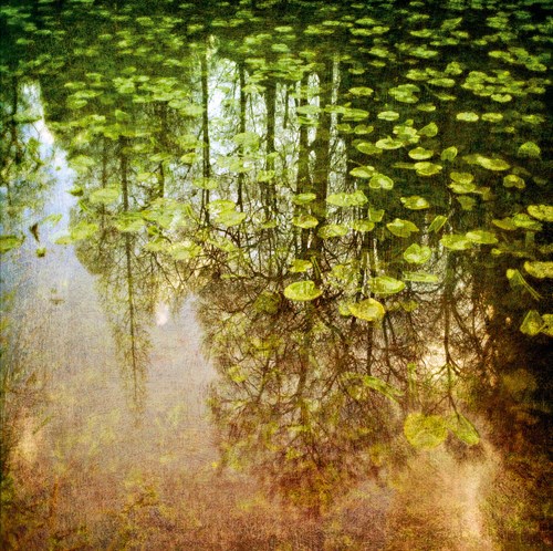 Lily Pond - Pete Kelly