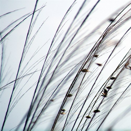 Organic I - Tony Koukos