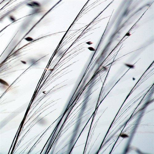 Organic II - Tony Koukos