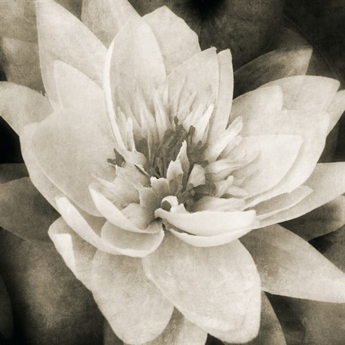 Soft Water Lily - Pete Kelly
