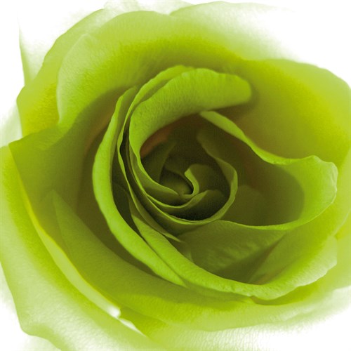 Green Summer Petals - Katja Marzahn