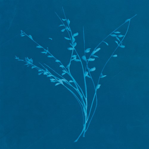 Wisp I - Sarah Cheyne