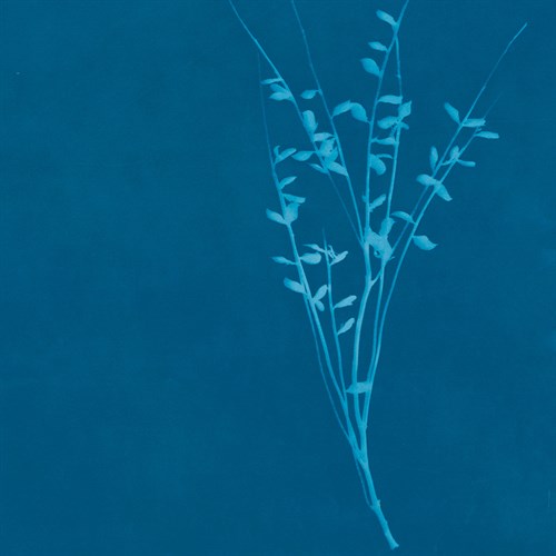 Wisp II - Sarah Cheyne