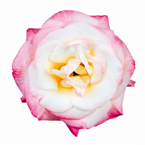 Pink Harmony I - James Guilliam