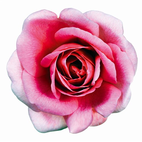 Pink Harmony II - James Guilliam