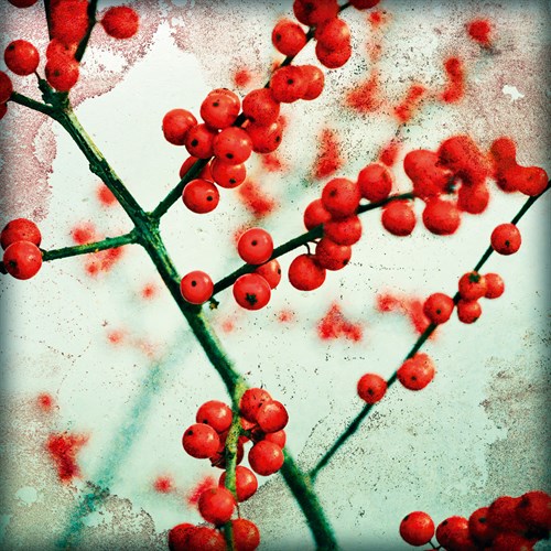 Ilex III - James Guilliam