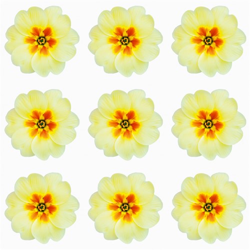 Polka Flowers III - James Guilliam