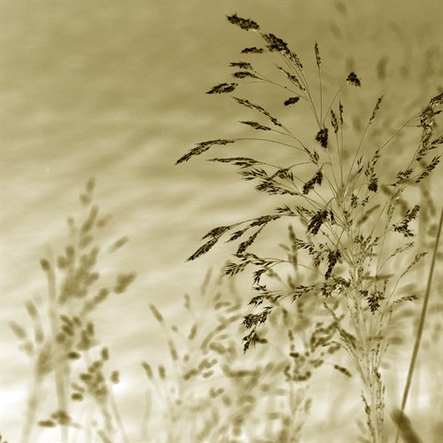 Patmos Organics II - Tony Koukos