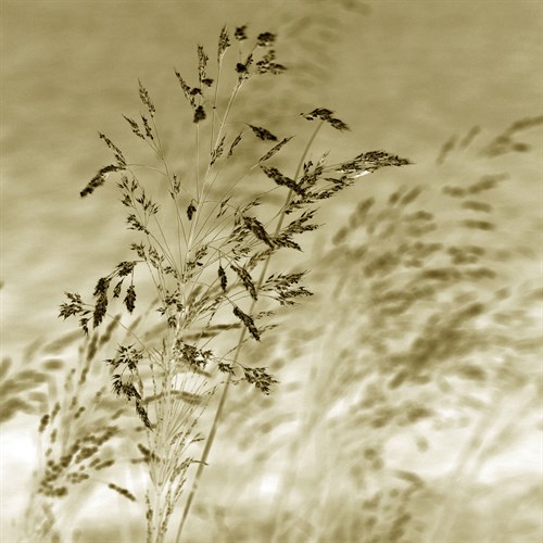 Patmos Organics III - Tony Koukos