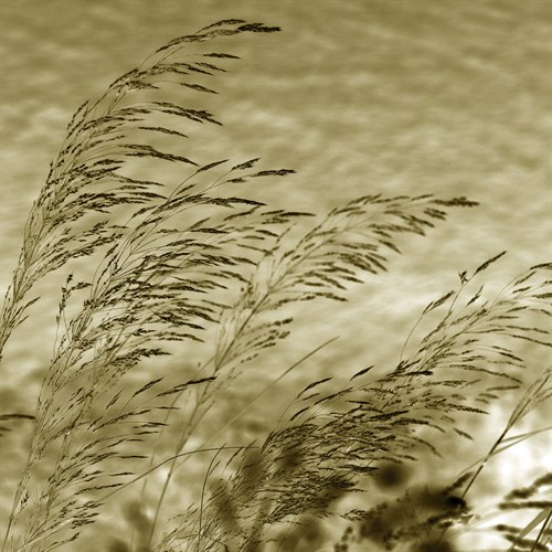 Patmos Organics VI - Tony Koukos