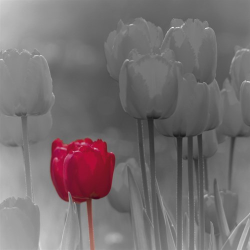 Tulip Accent I - Katja Marzahn