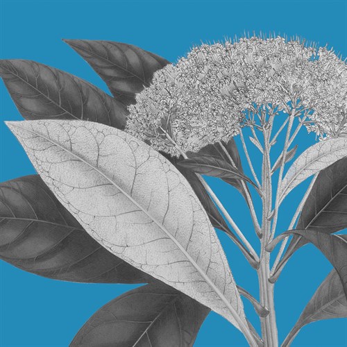 Botaniska I - Maria Mendez