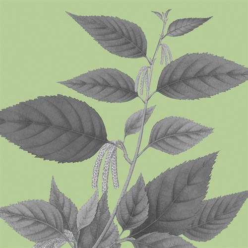 Botaniska IV - Maria Mendez