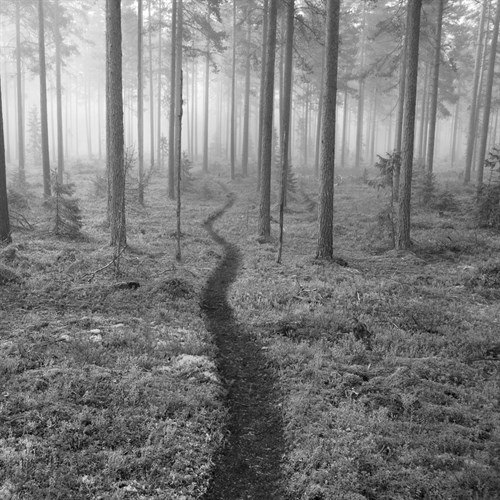 Through the Trees B&W - Andreas Stridsberg