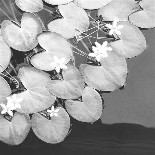 The Lily Pool B&W - Douglas Yan