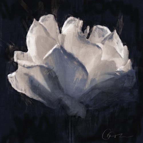 Rose Sketch - Malcolm Sanders