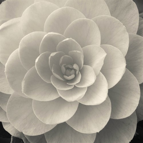 Camellia I - Ella Lancaster