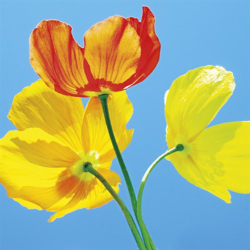 Poppies I - Ella Lancaster