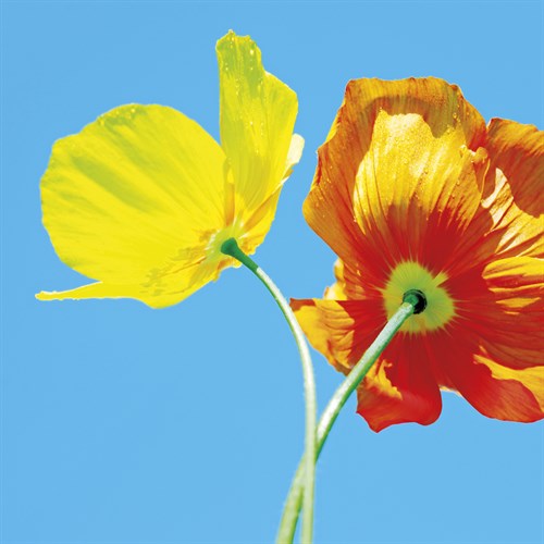 Poppies II - Ella Lancaster