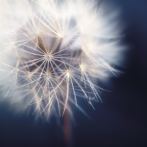 Dandelion Haze - Andreas Stridsberg