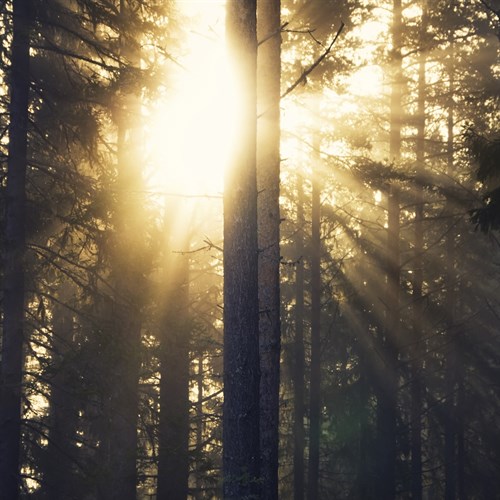 Woodland Glow - Andreas Stridsberg