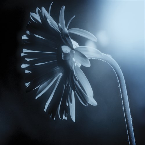 Fade To Blue - Andreas Stridsberg
