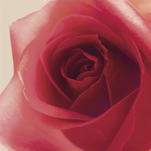 Vintage Red Rose - Andreas Stridsberg