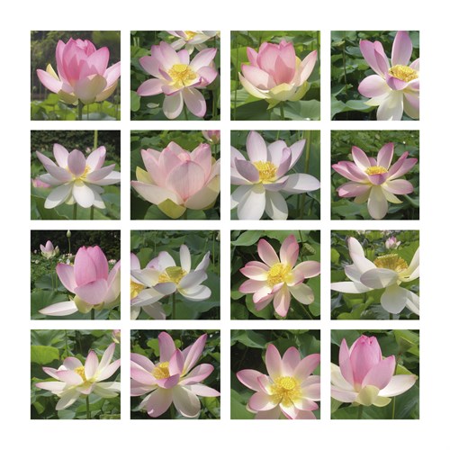 Lily Squares - Malcolm Sanders