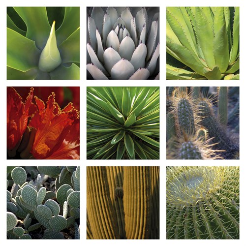 Desert Flowers - Mary Karla