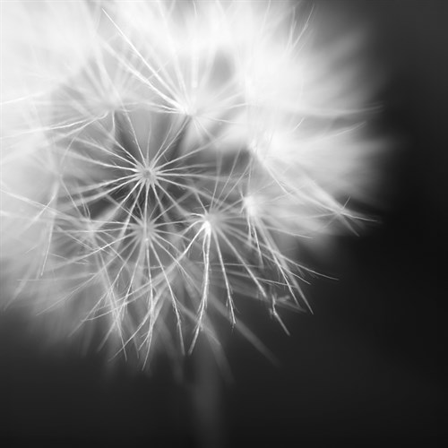 Dandelion Haze - Noir - Andreas Stridsberg