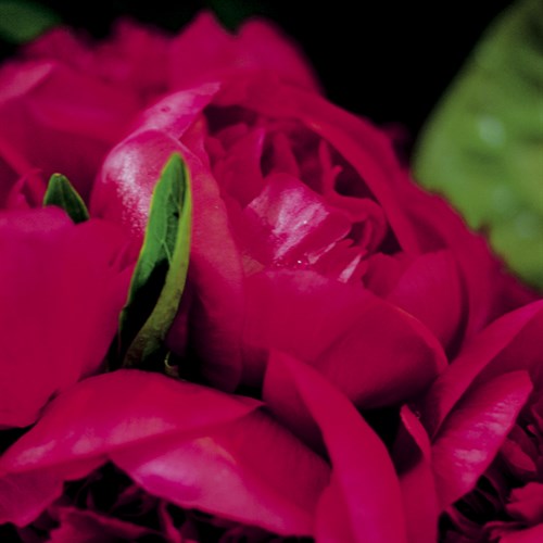 Peonies I - Ella Lancaster
