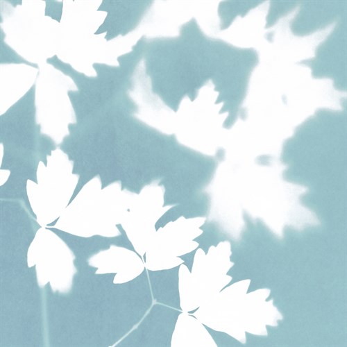 Glade II - Sarah Cheyne