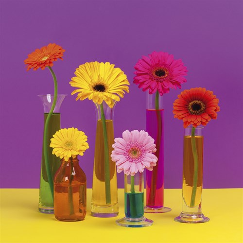 Floral Pop I - Camille Soulayrol