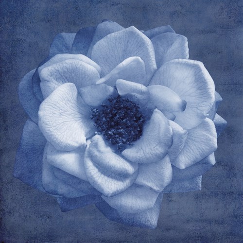Floral Imprint III - Collezione Botanica