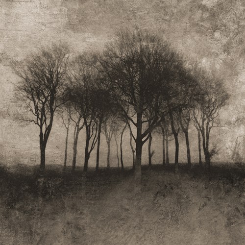 Solar Trees - Pete Kelly