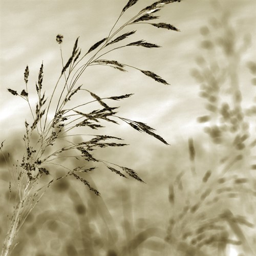 Patmos Organics IV - Tony Koukos