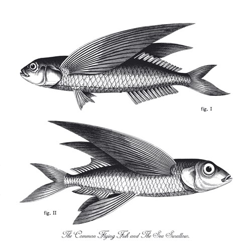 Sea and River Fish II - The Chelsea Collection