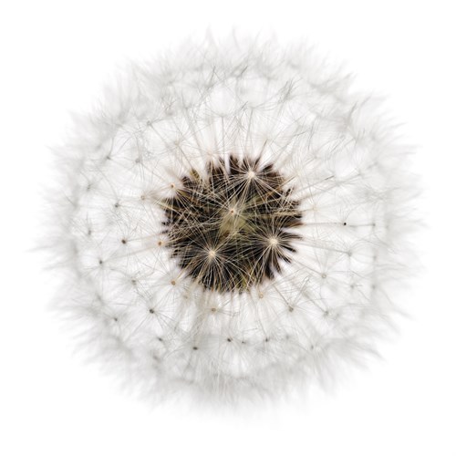 Seed Journey II - James Guilliam