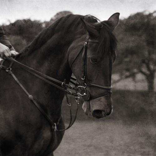 Dressage - The Collection - Pete Kelly