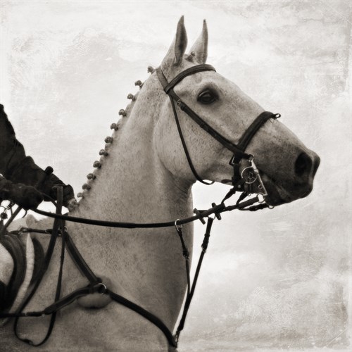 Dressage - The Counter - Pete Kelly