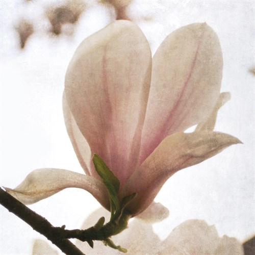 Magnolia Dawn - Pete Kelly