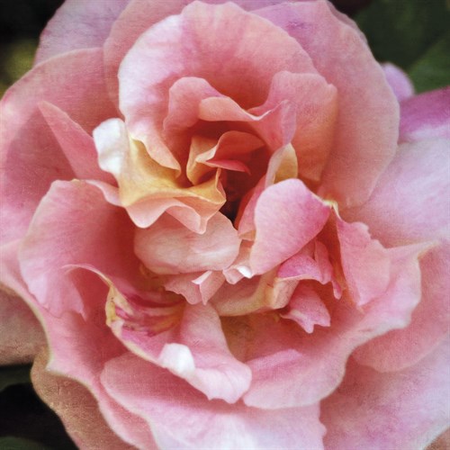 Summer Scent - Pete Kelly