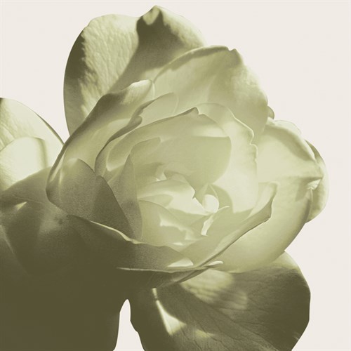 Pistachio Rose - Malcolm Sanders