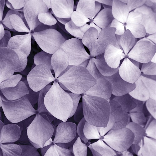 Bunch of Flowers IV - Tony Koukos