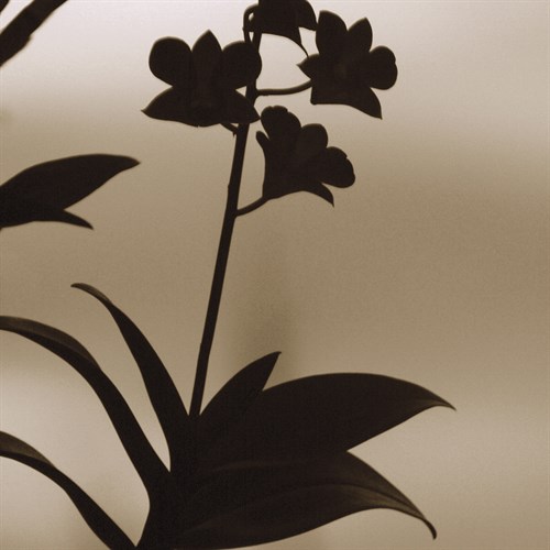 Exotica I - Tony Koukos
