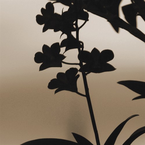 Exotica II - Tony Koukos