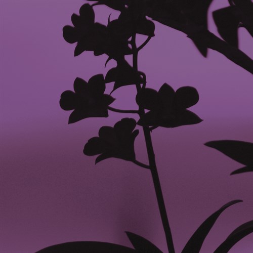 Exotica IV - Tony Koukos