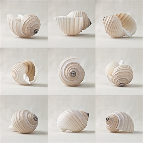 Seashell Chorus - Assaf Frank