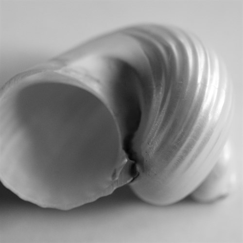 Tulip Sea Shell - John Harper